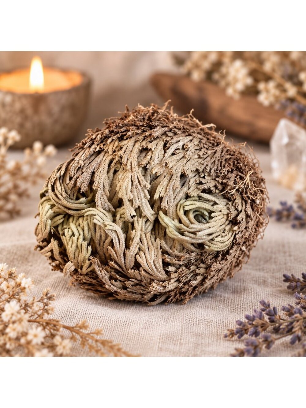 Rose of Jericho Selaginella lepidophylla Resurrection Plant